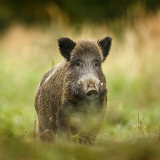 Jaga vildsvin, tips och trix
