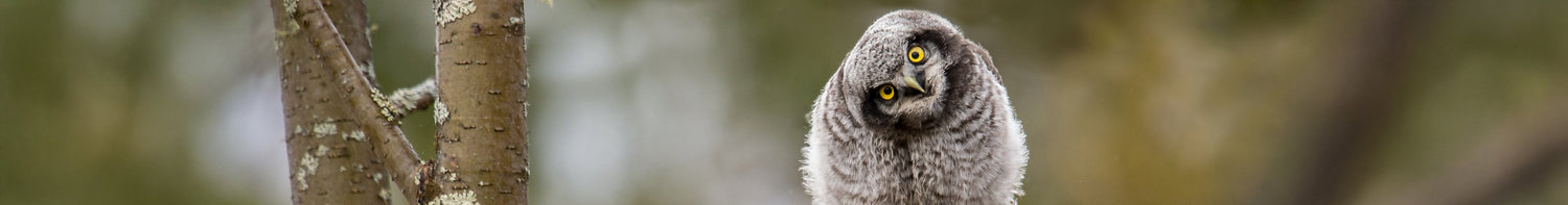 Varumärken > Vanguard