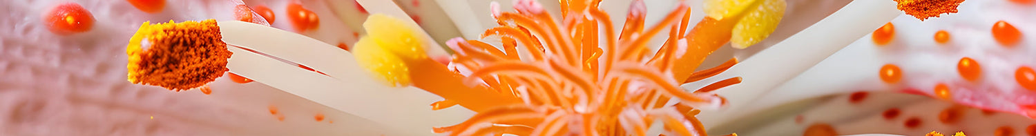 Varumärken > Dino-Lite