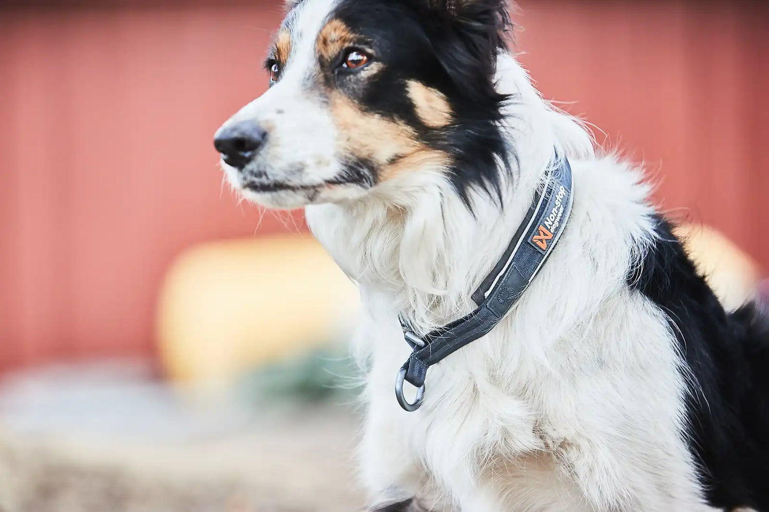 Cruise collar BLACK / XS