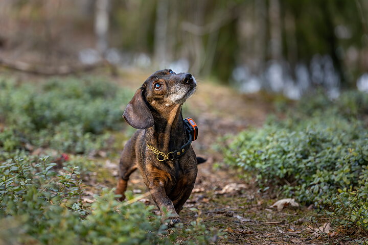 Bark hundpejl EN STL