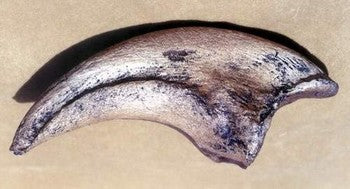Tyrannosaurus rex klo-fossil - avgjutning EN STL