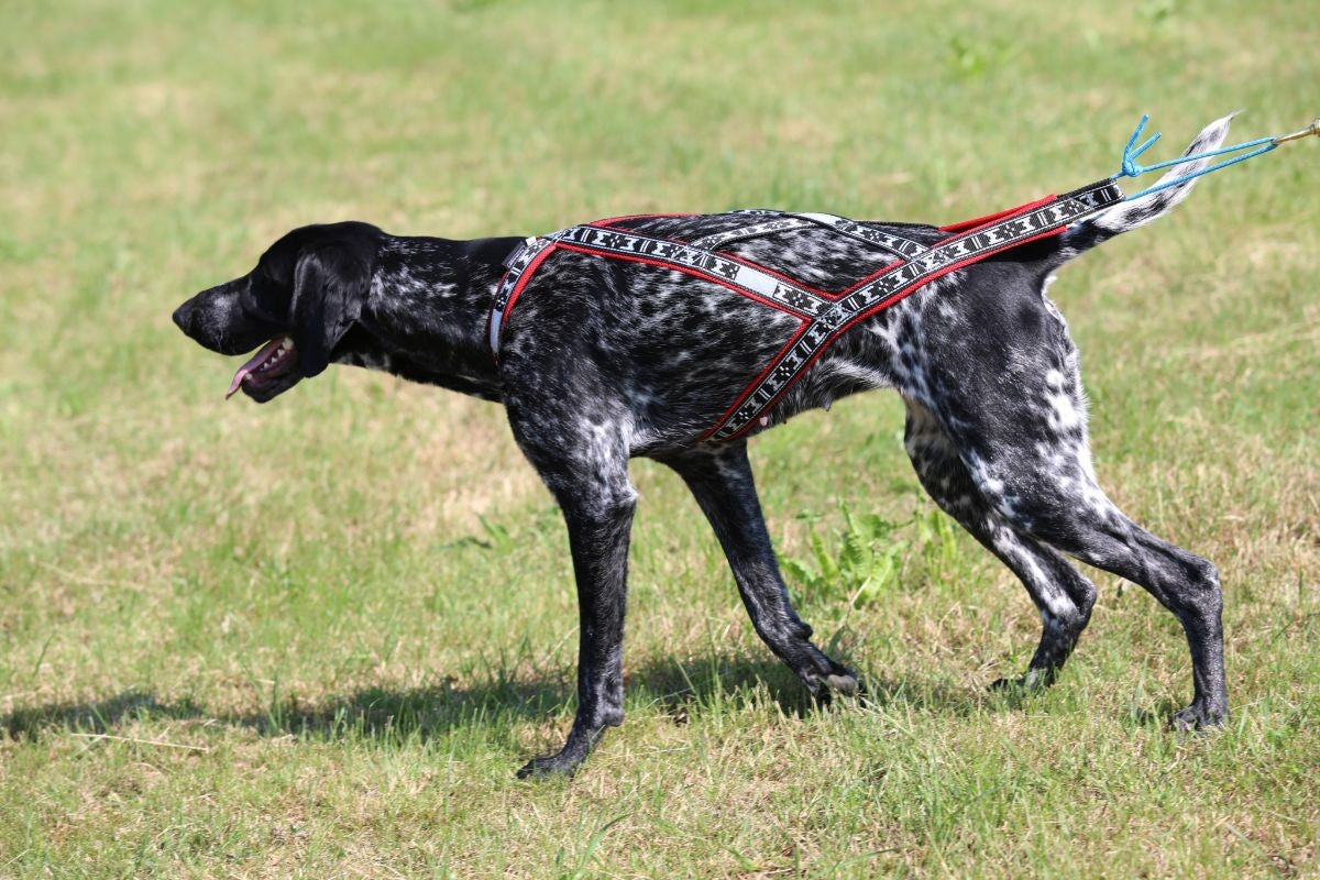 Run Long Sele RÖD / XS