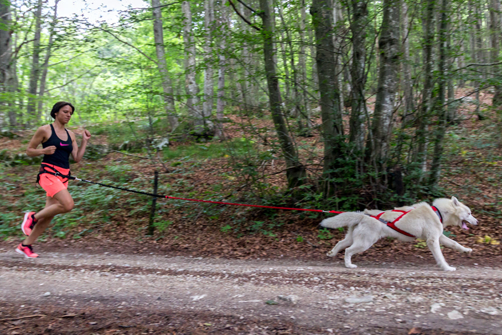 Racing Tug Line med Bungee/2 hundar