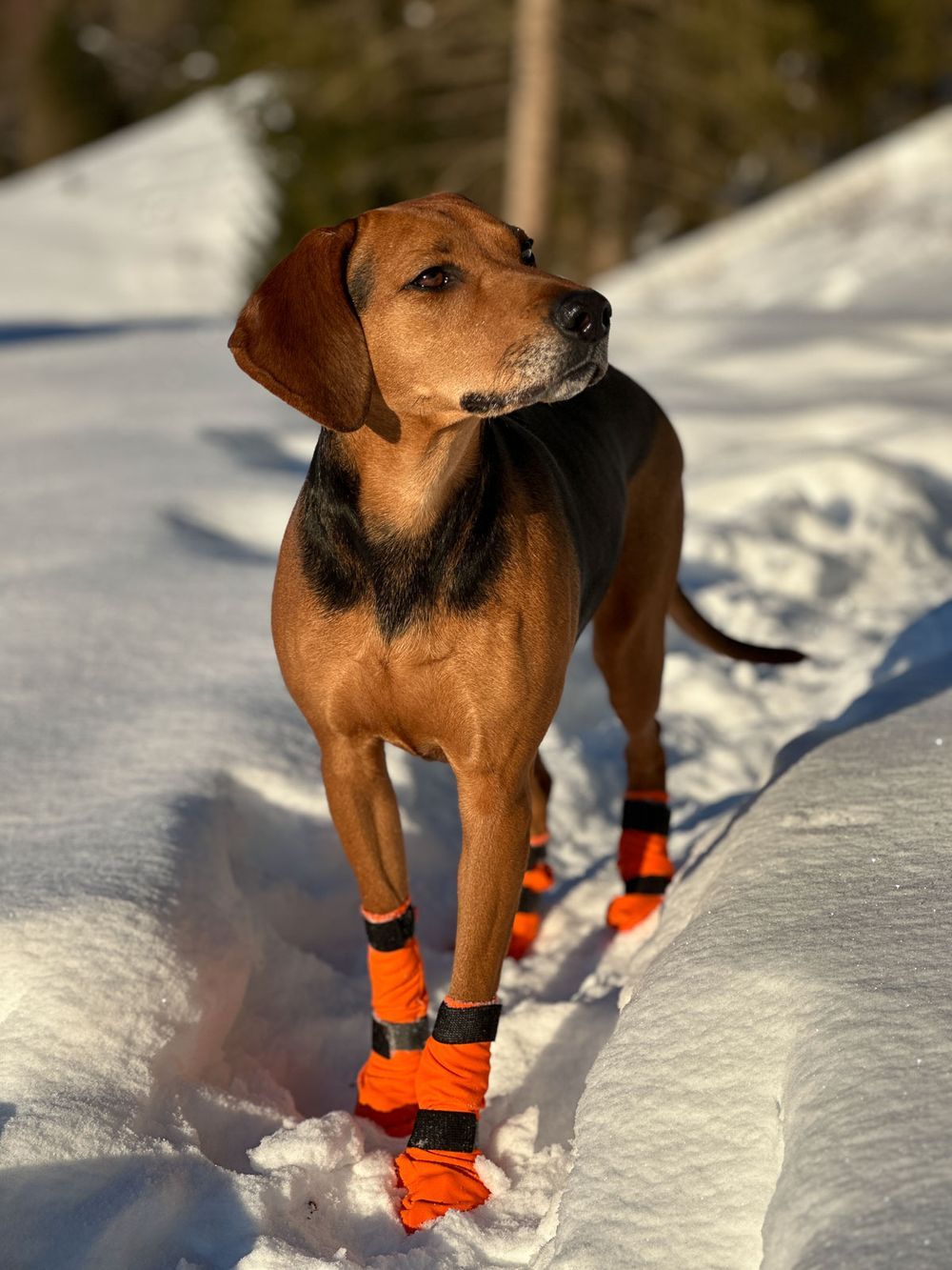 Hundsockar höga med dubbellåsning ORANGE / 2XL / 4-PACK