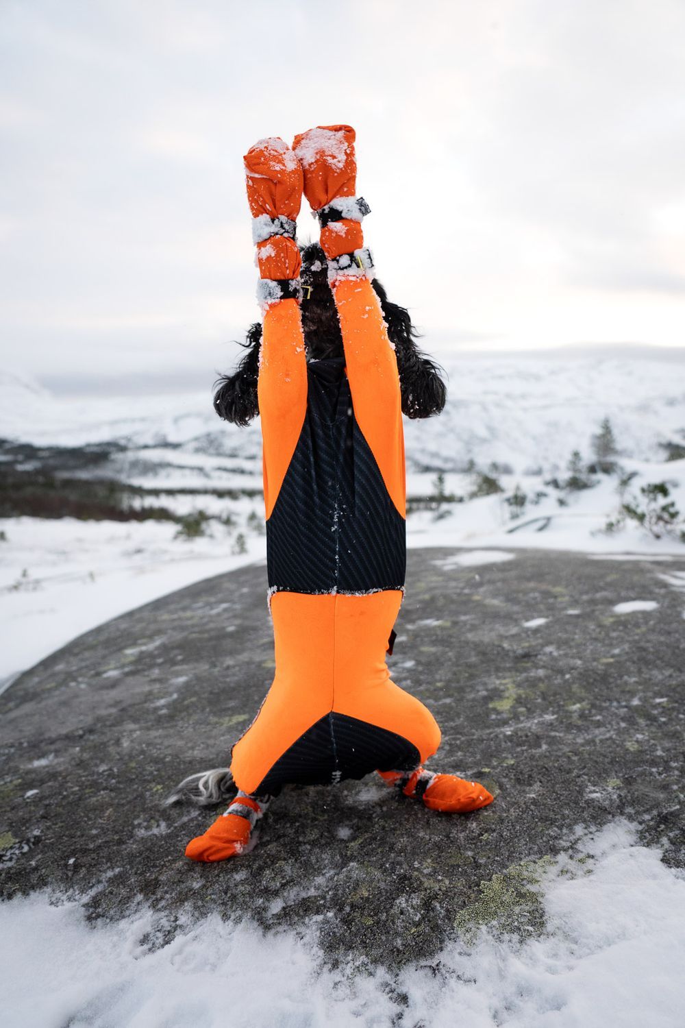 Hundsockar höga med dubbellåsning ORANGE / 2XL / 4-PACK