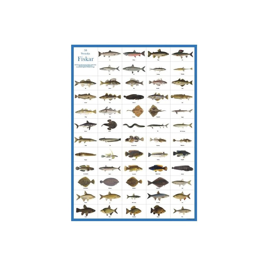 Fiskar - Plansch EN STL