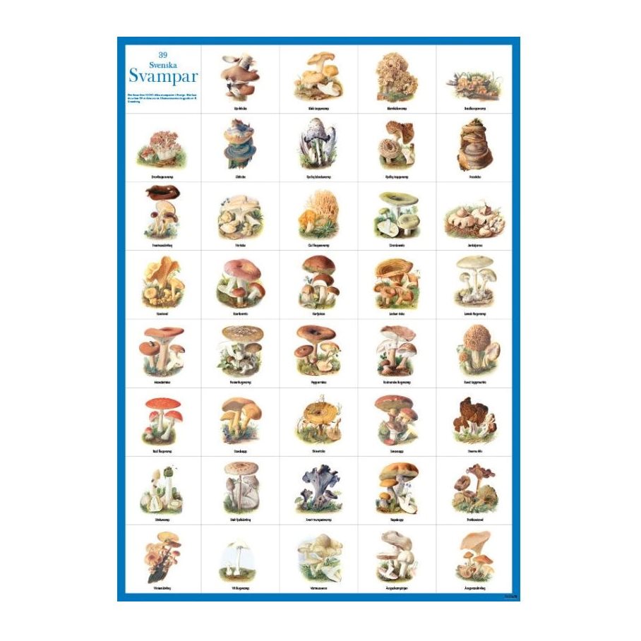 Svampar - plansch EN STL