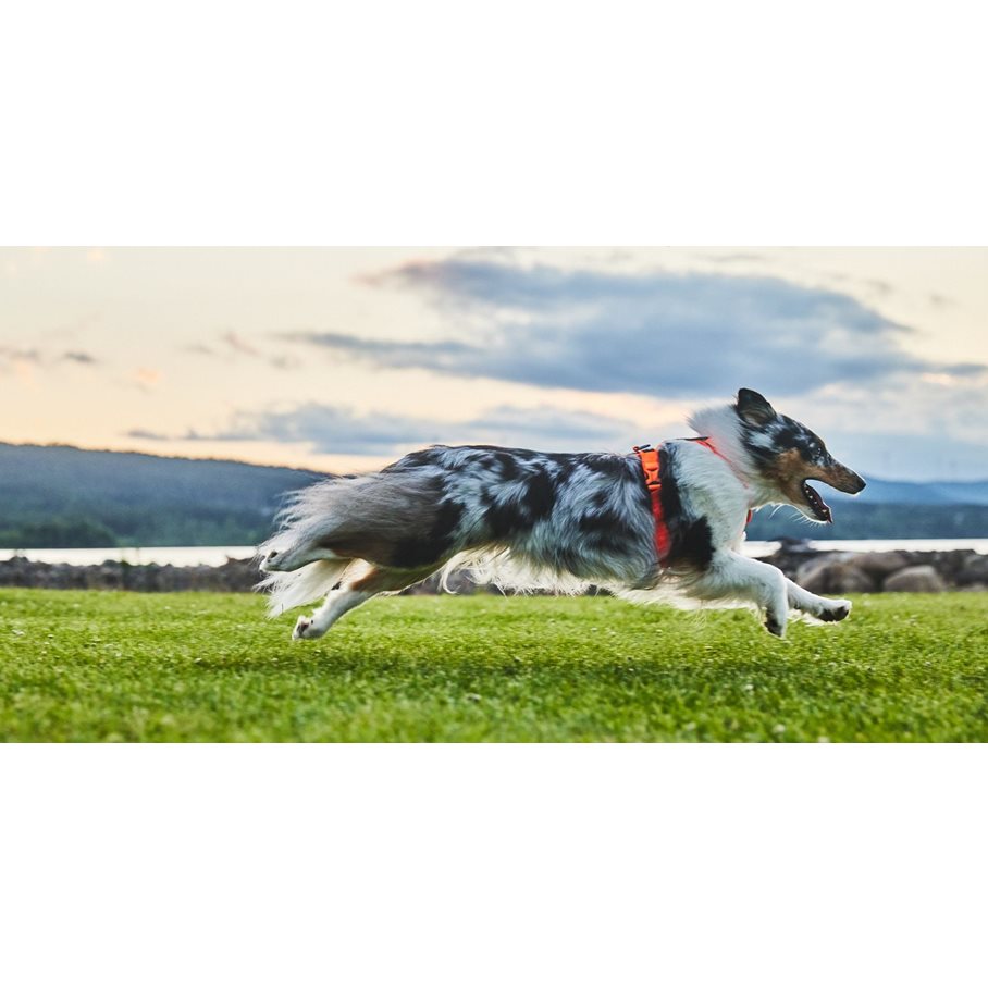 Line 5.0 Sele till Hund ORANGE / STL 1