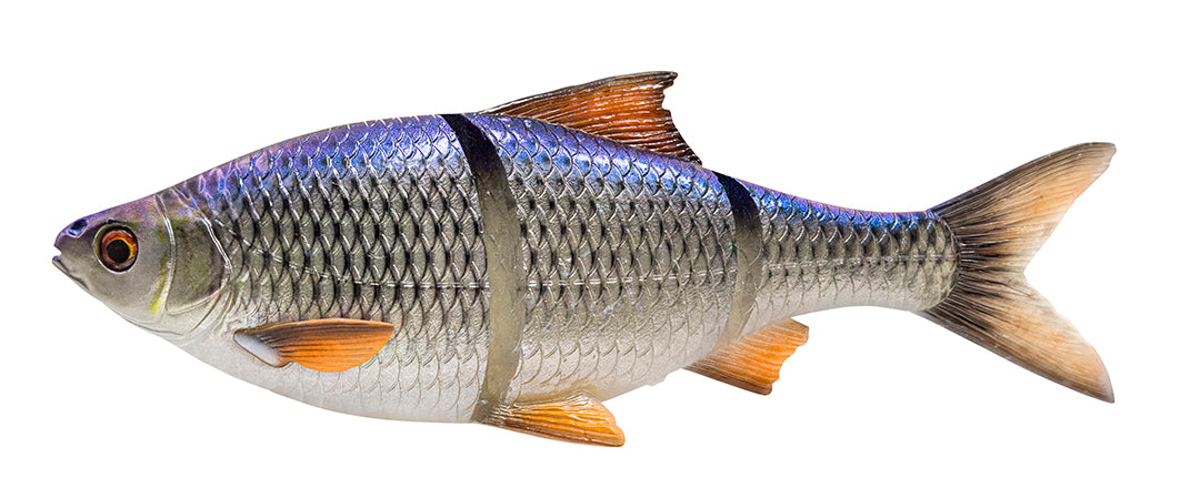 Line Thru Roach 25cm SS BLUE / 25 CM