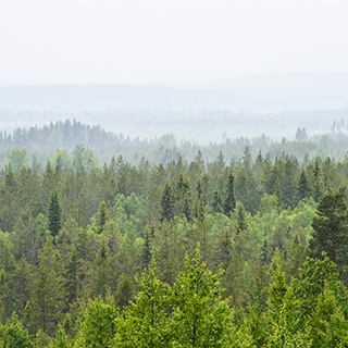 Jakt i regnet