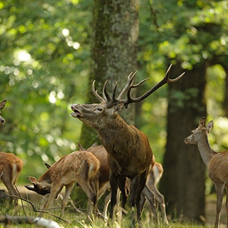 Det viktigaste för att lyckas med bockjakten