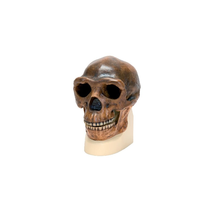 Homo Erectus (Pekingmänniskan) - Kraniumkopia EN STL