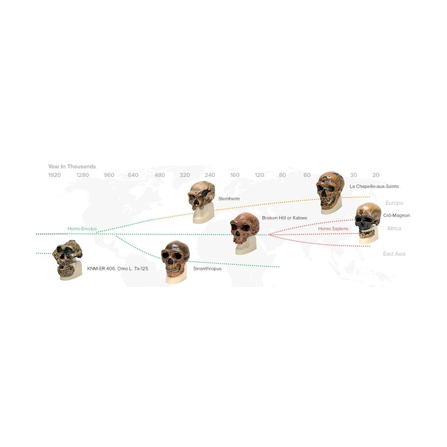 Homo Erectus (Pekingmänniskan) - Kraniumkopia EN STL