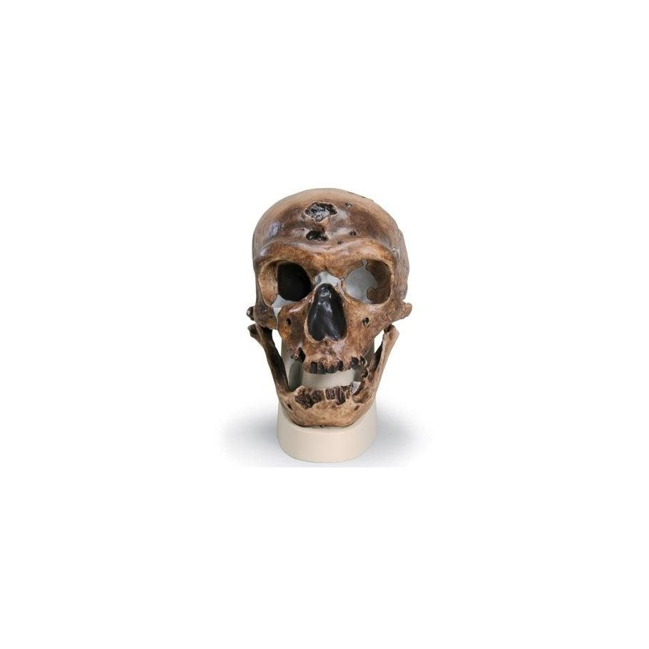 Homo Neanderthalensis - Kraniumkopia EN STL