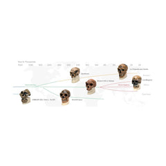 Homo Neanderthalensis - Kraniumkopia EN STL