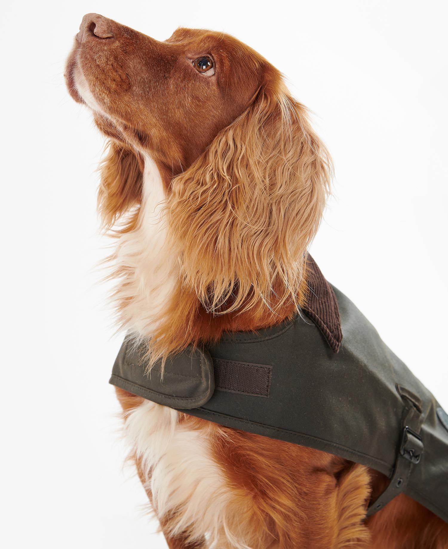 Wax Dog Coat OLIVE / S