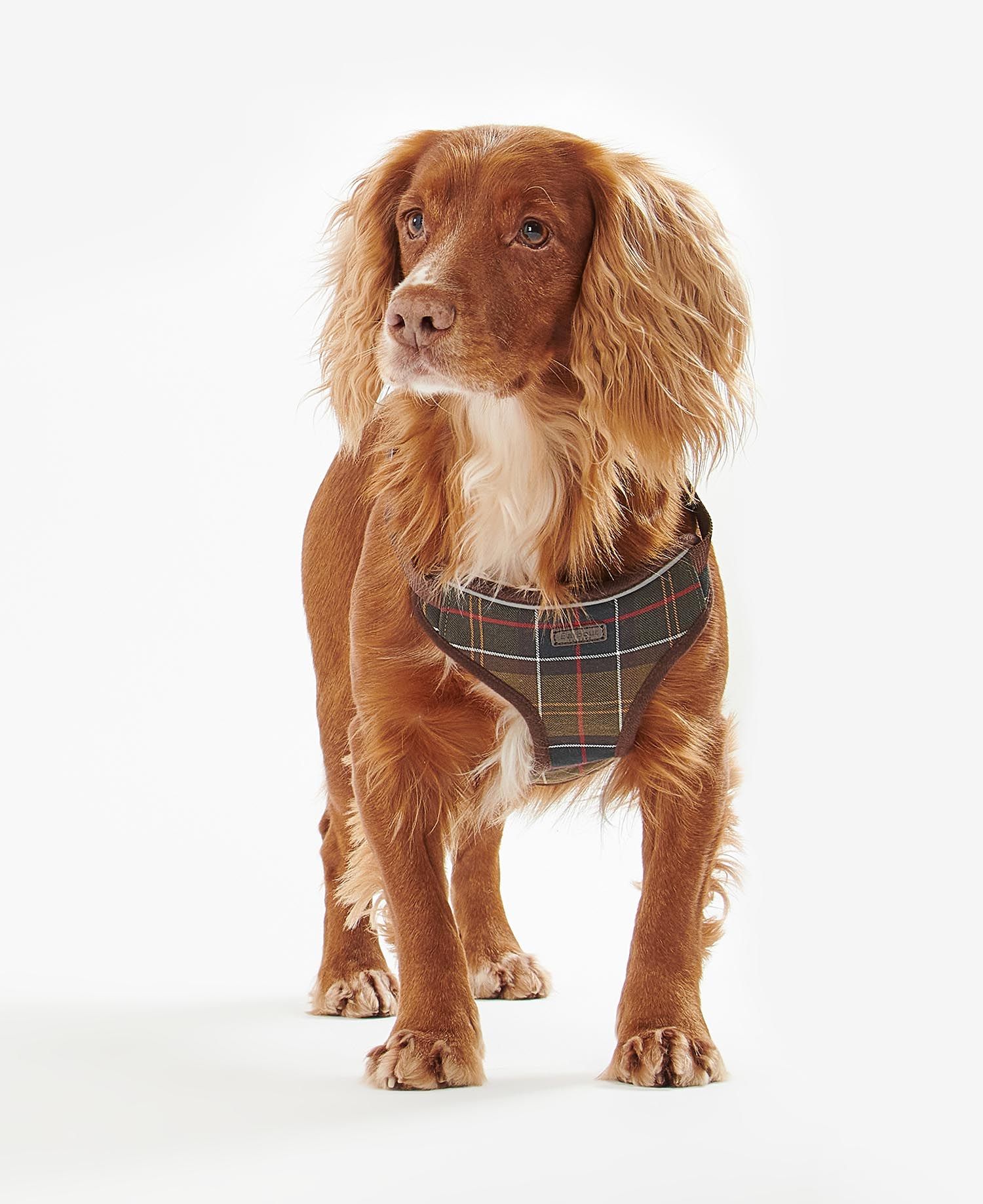 Travel And Exercise Harness S