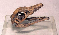 Archaeopteryx-kranium - avgjutning EN STL