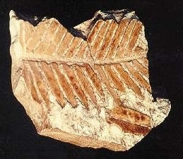 Kottepalmsblad, fossil - avgjutning EN STL
