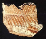 Kottepalmsblad, fossil - avgjutning EN STL