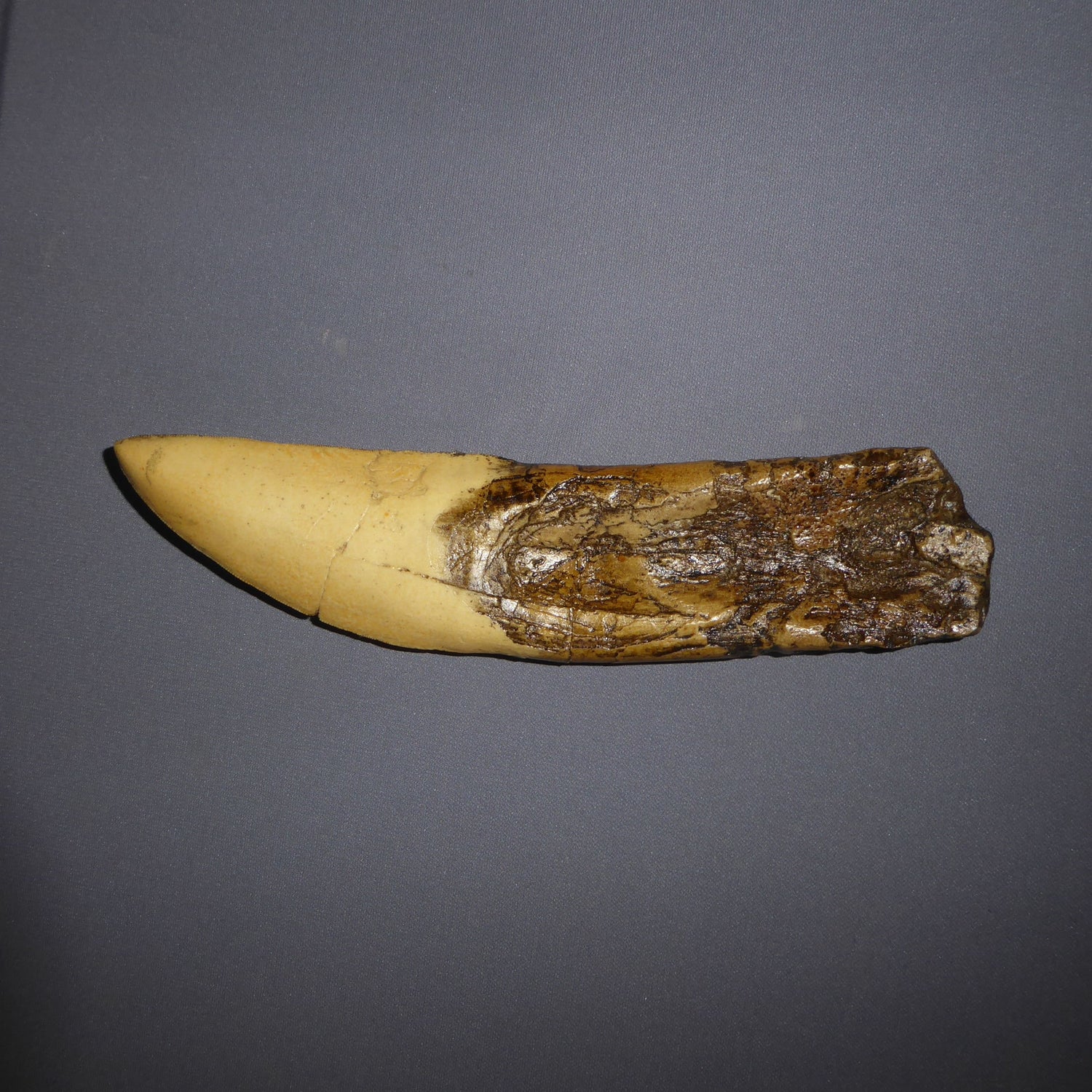 Giganotosaurus, tand-fossil - avgjutning EN STL