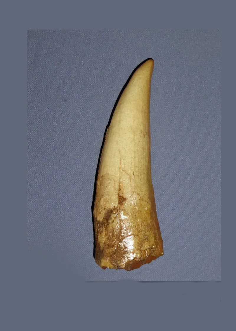 Spinosaurus, tand-fossil - avgjutning EN STL