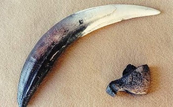 Smilodon, tand- samt klofossil - avgjutning EN STL