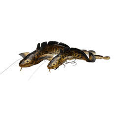 3D Line Thru Burbot 36 cm 216 Gram Gummibete BLACK GOLD / 36 CM / 210 GRAM
