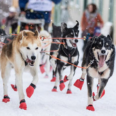 Long Distance Tasskydd, 4st BLÅ / XXS
