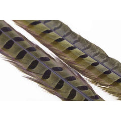 Ringneck Pheasant Tail 1 Pair OLIVE / EN STL