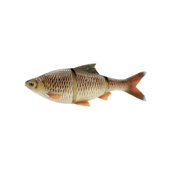 Line Thru Roach 25cm SS BREAM / 25 CM
