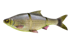 Line Thru Roach 25cm SS HUGO / 25 CM