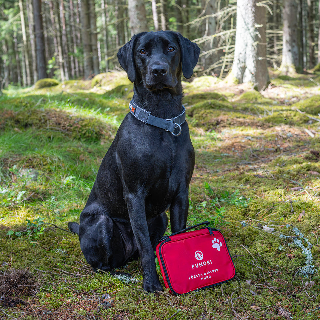Första Hjälpen Kit för hund