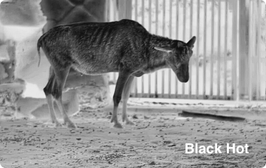 Ranger 384x288, 25 mm Värmekamera